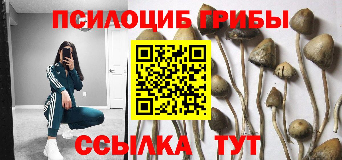 Димитровград  Псилоцибиновые грибы Cubensis  Вход с VPN 